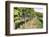 Vineyard, Perchtoldsdorf, Lower Austria, Austria, Europe-Gerhard Wild-Framed Photographic Print