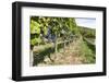 Vineyard, Perchtoldsdorf, Lower Austria, Austria, Europe-Gerhard Wild-Framed Photographic Print