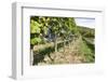 Vineyard, Perchtoldsdorf, Lower Austria, Austria, Europe-Gerhard Wild-Framed Photographic Print