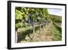 Vineyard, Perchtoldsdorf, Lower Austria, Austria, Europe-Gerhard Wild-Framed Photographic Print