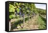 Vineyard, Perchtoldsdorf, Lower Austria, Austria, Europe-Gerhard Wild-Framed Stretched Canvas