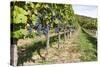 Vineyard, Perchtoldsdorf, Lower Austria, Austria, Europe-Gerhard Wild-Stretched Canvas