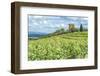 Vineyard, Rhone Valley, Ruins of castle, Chateauneuf du Pape, France-Jim Engelbrecht-Framed Photographic Print