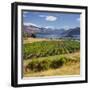 Vineyard, Rippon Vineyard, Ruby Island, Lake Wanaka, Otago, South Island, New Zealand-Rainer Mirau-Framed Photographic Print