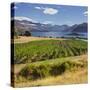 Vineyard, Rippon Vineyard, Ruby Island, Lake Wanaka, Otago, South Island, New Zealand-Rainer Mirau-Stretched Canvas