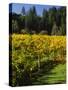 Vineyard, Russian River Valley, Sonoma, California, USA-null-Stretched Canvas