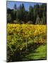 Vineyard, Russian River Valley, Sonoma, California, USA-null-Mounted Photographic Print