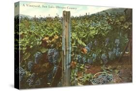 Vineyard, San Luis Obispo County-null-Stretched Canvas