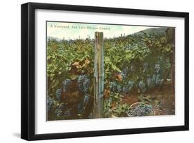 Vineyard, San Luis Obispo County-null-Framed Art Print