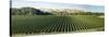 Vineyard seen from Breckenridge Lodge, North Island, New Zealand-null-Stretched Canvas