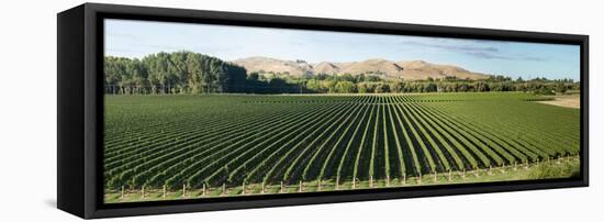 Vineyard seen from Breckenridge Lodge, North Island, New Zealand-null-Framed Stretched Canvas