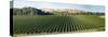 Vineyard seen from Breckenridge Lodge, North Island, New Zealand-null-Stretched Canvas