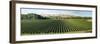 Vineyard seen from Breckenridge Lodge, North Island, New Zealand-null-Framed Photographic Print