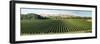 Vineyard seen from Breckenridge Lodge, North Island, New Zealand-null-Framed Photographic Print