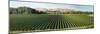 Vineyard seen from Breckenridge Lodge, North Island, New Zealand-null-Mounted Photographic Print