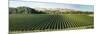 Vineyard seen from Breckenridge Lodge, North Island, New Zealand-null-Mounted Photographic Print