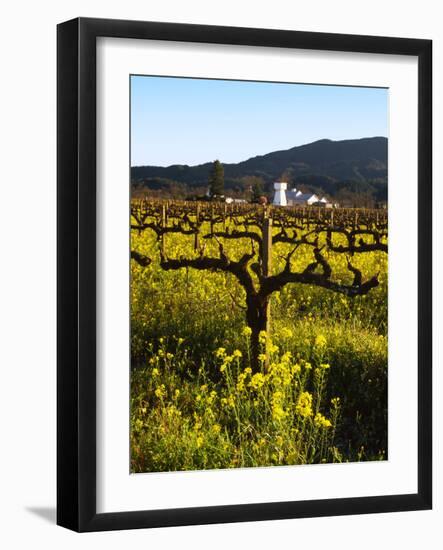 Vineyard, Sonoma, California, USA-null-Framed Photographic Print