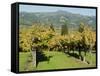 Vineyard, Sonoma County, California, USA-Ethel Davies-Framed Stretched Canvas