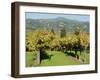 Vineyard, Sonoma County, California, USA-Ethel Davies-Framed Photographic Print