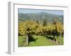 Vineyard, Sonoma County, California, USA-Ethel Davies-Framed Photographic Print