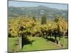 Vineyard, Sonoma County, California, USA-Ethel Davies-Mounted Photographic Print