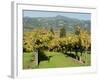 Vineyard, Sonoma County, California, USA-Ethel Davies-Framed Photographic Print