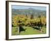 Vineyard, Sonoma County, California, USA-Ethel Davies-Framed Photographic Print