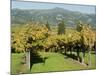 Vineyard, Sonoma County, California, USA-Ethel Davies-Mounted Photographic Print