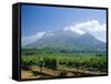 Vineyard, Stellenbosch, Cape Winelands, South Africa-Fraser Hall-Framed Stretched Canvas