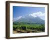 Vineyard, Stellenbosch, Cape Winelands, South Africa-Fraser Hall-Framed Photographic Print