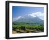 Vineyard, Stellenbosch, Cape Winelands, South Africa-Fraser Hall-Framed Photographic Print