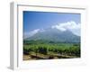 Vineyard, Stellenbosch, Cape Winelands, South Africa-Fraser Hall-Framed Photographic Print