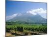 Vineyard, Stellenbosch, Cape Winelands, South Africa-Fraser Hall-Mounted Photographic Print