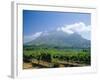 Vineyard, Stellenbosch, Cape Winelands, South Africa-Fraser Hall-Framed Photographic Print