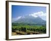 Vineyard, Stellenbosch, Cape Winelands, South Africa-Fraser Hall-Framed Photographic Print