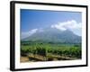 Vineyard, Stellenbosch, Cape Winelands, South Africa-Fraser Hall-Framed Photographic Print