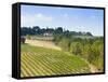 Vineyard, Strada in Chianti, Chianti Area, Firenze Province, Tuscany, Italy, Europe-Nico Tondini-Framed Stretched Canvas