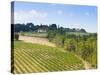 Vineyard, Strada in Chianti, Chianti Area, Firenze Province, Tuscany, Italy, Europe-Nico Tondini-Stretched Canvas