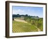 Vineyard, Strada in Chianti, Chianti Area, Firenze Province, Tuscany, Italy, Europe-Nico Tondini-Framed Photographic Print