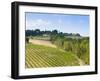 Vineyard, Strada in Chianti, Chianti Area, Firenze Province, Tuscany, Italy, Europe-Nico Tondini-Framed Photographic Print