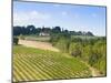 Vineyard, Strada in Chianti, Chianti Area, Firenze Province, Tuscany, Italy, Europe-Nico Tondini-Mounted Photographic Print