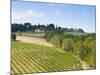 Vineyard, Strada in Chianti, Chianti Area, Firenze Province, Tuscany, Italy, Europe-Nico Tondini-Mounted Photographic Print