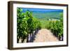 Vineyard, Strada in Chianti, Tuscany, Italy, Europe-Nico Tondini-Framed Photographic Print
