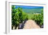 Vineyard, Strada in Chianti, Tuscany, Italy, Europe-Nico Tondini-Framed Photographic Print