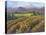 Vineyard Tapestry I-Nanette Oleson-Stretched Canvas