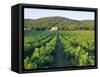 Vineyard, the Var, Cote d'Azur, Provence, France-J P De Manne-Framed Stretched Canvas