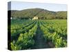 Vineyard, the Var, Cote d'Azur, Provence, France-J P De Manne-Stretched Canvas