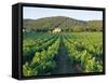 Vineyard, the Var, Cote d'Azur, Provence, France-J P De Manne-Framed Stretched Canvas