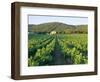 Vineyard, the Var, Cote d'Azur, Provence, France-J P De Manne-Framed Photographic Print