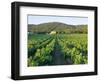 Vineyard, the Var, Cote d'Azur, Provence, France-J P De Manne-Framed Photographic Print